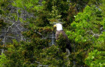 Bald Eagle, de Amerikaanse zeearend